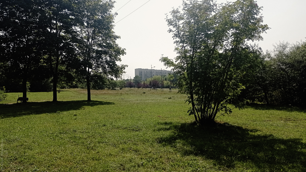 Зелень